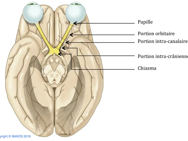 Figure 1. Segments du nerf optique 