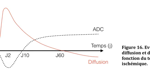 Figure 16. Evolution  du signal  diffusion et de l’ADC en 