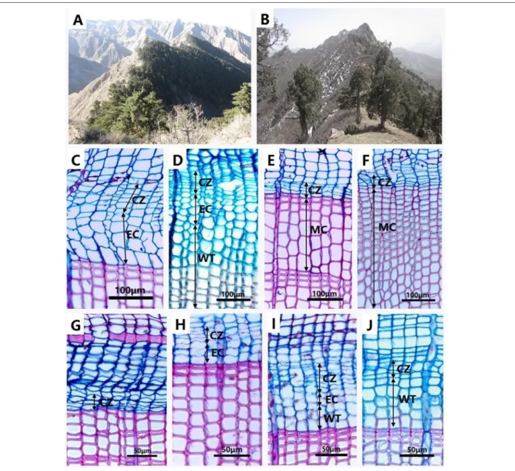 FIGURE 1 | Chinese pine (Pinus tabulaeformis) forest in HSM (A) and Qilian juniper (Juniperus przewalskii) forest in SDL (B)