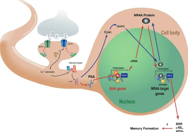 Figure 1.17 : La cascade de signalisation AMPc–PKA CREB, qui est cruciale pour la formation  de la mémoire, induit l’expression des gènes codant pour les récepteurs nucléaires Nurs (NR4A),   Les protéines Nurs (NR4A) nouvellement traduites subissent une tr