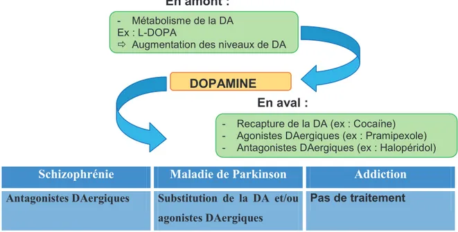 Figure 1.1 : A. Ciblage pharmacologique actuel pour le traitement des pathologies associées à la  transmission dopaminergique