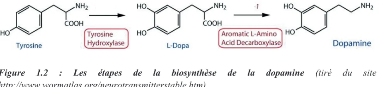 Figure 1.2 : Les étapes de la biosynthèse de la dopamine (tiré du site  http://www.wormatlas.org/neurotransmitterstable.htm)  