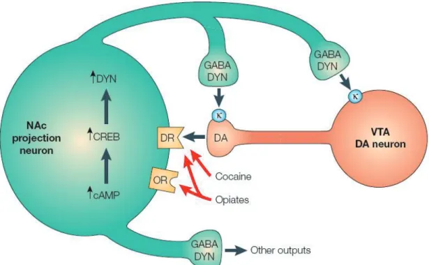 Figure 1.10 : Régulation de CREB par les drogues d’abus. 