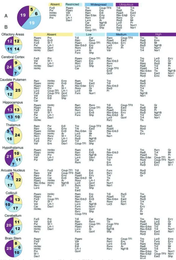 Figure 1.11: Distribution des récepteurs nucléaires dans le SNC de souris adultes. 