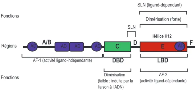 Figure 1.12: Schéma de la structure des récepteurs nucléaires. 