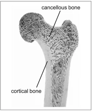 Figure 1.3 Cortical and cancellous bone  Taken from Willems et al. (2014) 