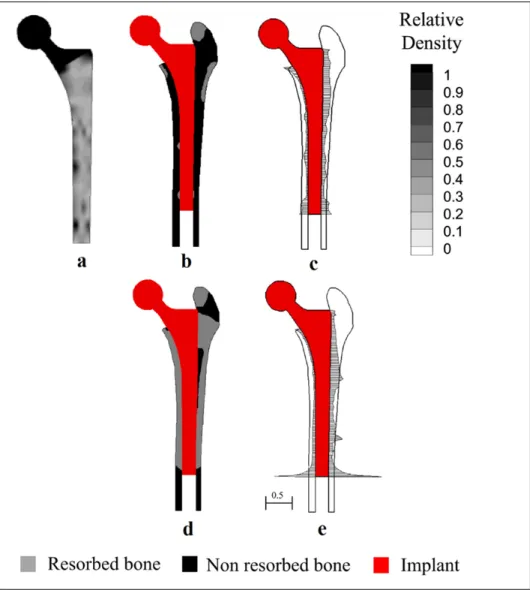 Figure 1.9 (a) Porous material density distribution; (b) bone resorption; 