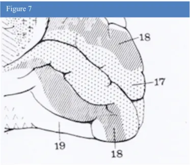 Figure 7. Vue médiale du lobe occipital droit (d’après A.Bouchet  et J.Cuilleret).17, 18, 19 : aire 17, 18 et 19 de Brodman