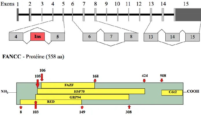 Figure  5.  FANCC:  Représentation  schématique  de  l’ADNc  de  FANCC  (haut)  et  les  trois  principaux épissages alternatifs