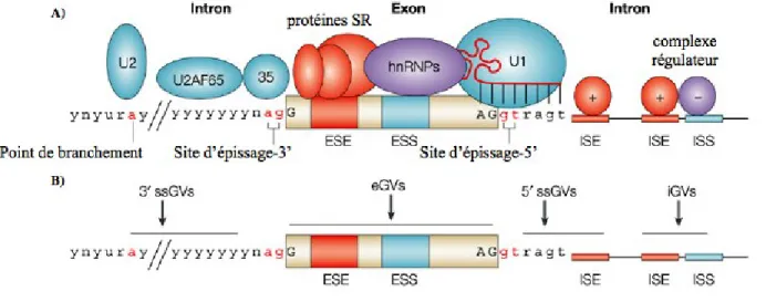 Figure 7. Éléments régulateurs de l’épissage: A) Principales protéines formant le «spliceosome» 
