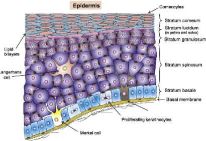 Figure 1.2. Représentation schématique de la section transversale de l’épiderme. Adaptée  de la référence 3 avec la permission de Elsevier