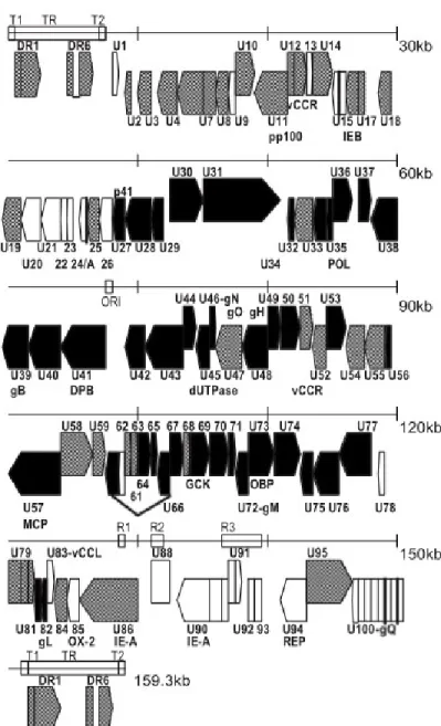 Figure 2 : Génome de l’herpèsvirus humain de type 6 (HHV-6).  