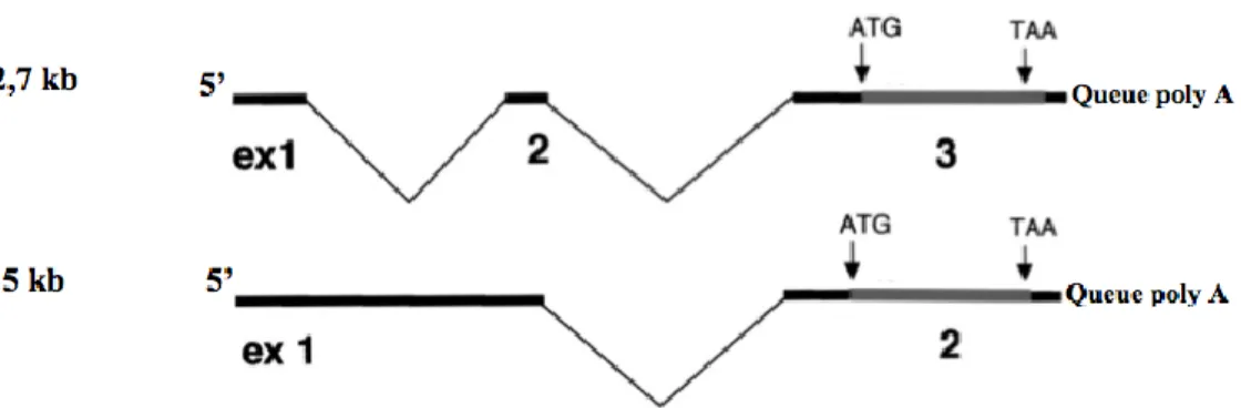 Figure 5 : Transcrits de l’ORF U94 du HHV-6 