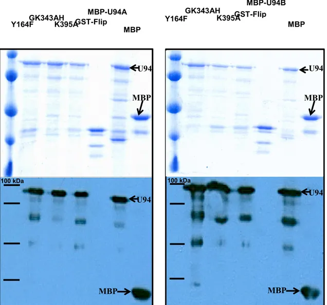 Figure 9 : Immunobuvardages et bleu de coomassie des protéines mutées purifiées 