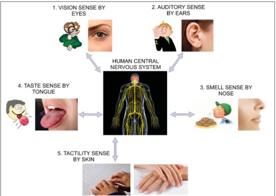 Figure 1.1 5 different senses of human body and their localizing organs