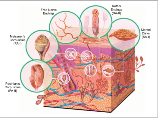 Figure 1.3 Types of cutanesous mechanoreceptos for tactile sense in human skin