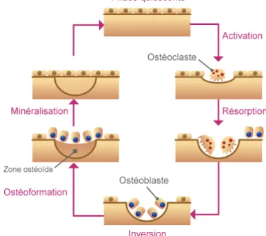 Figure 1 : Schématisation du processus de remodelage osseux 