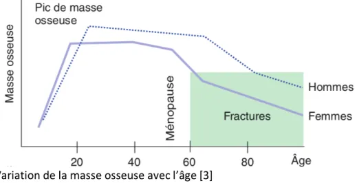 Figure 3 : Variation de la masse osseuse avec l’âge [3] 