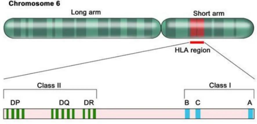 Figure 9 : Répartition des gènes du CMH sur le chromosome 6 
