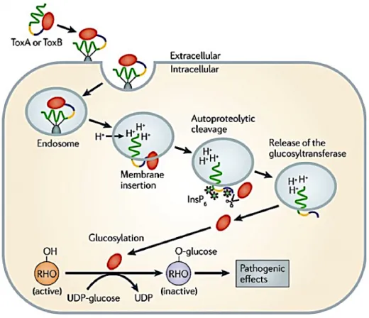 Figure 4 : Mécanisme d’action des toxines de TcdA (Tox A) et TcdB (Tox B) (Awad et al., 2014) 