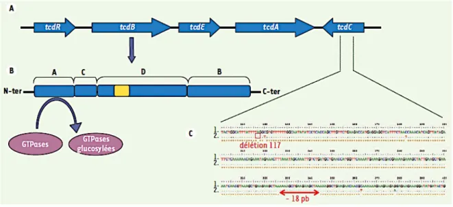 Figure 5 : Locus de pathogénicité (PaLoc) de Clostridioides difficile, structure de TcdB et séquence partielle de  tcdC (Eckert and Barbut, 2010) 