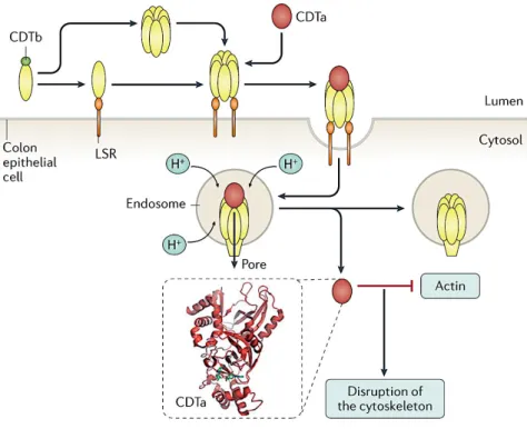 Figure 7 : Mécanisme d’action de CDT ou toxine binaire, (Smits et al., 2016). CDTa = ADP-ribosyltransferase  (rouge) ; CDTb = protéine de liaison (jaune et vert) ; LSR : Récepteur de lipoprotéines, stimulé par la lipolyse 