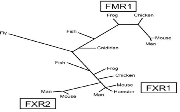 Figure 1.2  Les  membres  de  la  famille  FXR  sont conservés durant l’évolution (Figure  tirée de Huot,  2005)