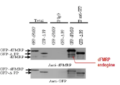 Figure 3.10  Confirmation  du  signal  de  dFMRP  endogène.  Traitement  des  cellules  S2  avec  des  siRNAs  ciblant  l'ARNm  endogène  dFMR1,  puis  transfection  des  cellules  avec  GFP-dFMRP  et  GFP-PP  et  immunoprécipitation  et  enfin  révélatio