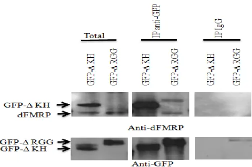 Figure 3.11  GFP- KH  et  GFP-RGG  s’associent  plus  efficacement  avec  dFMRP  endogène  que  GFP-PP