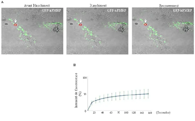 Figure 3.16  Le  dynamisme  de  FMRP  dans  ces  granules  est  conservé  chez  les  mammifères 