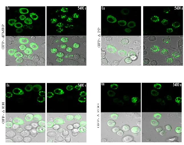 Figure 3.19  Suivi  du  recrutement  de  GFP-dFMRP  dans  les  GS.  Images  prises avant et  après  traitement  arsénite  (0.5mM)  des  cellules  S2  transfectées  avec  GFP-dFMRP  et  les  3  mutants   GFP-KH, GFP-RGG et GFP-PP 