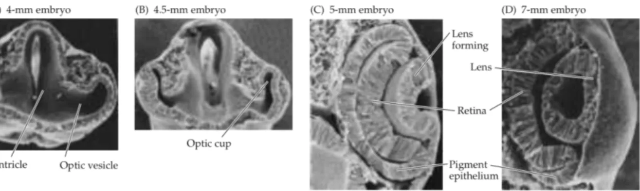 Figure 6 : Développement de l’œil humain : A. La rétine provient d’une boursouflure du tube nerveux  appelée vésicule optique