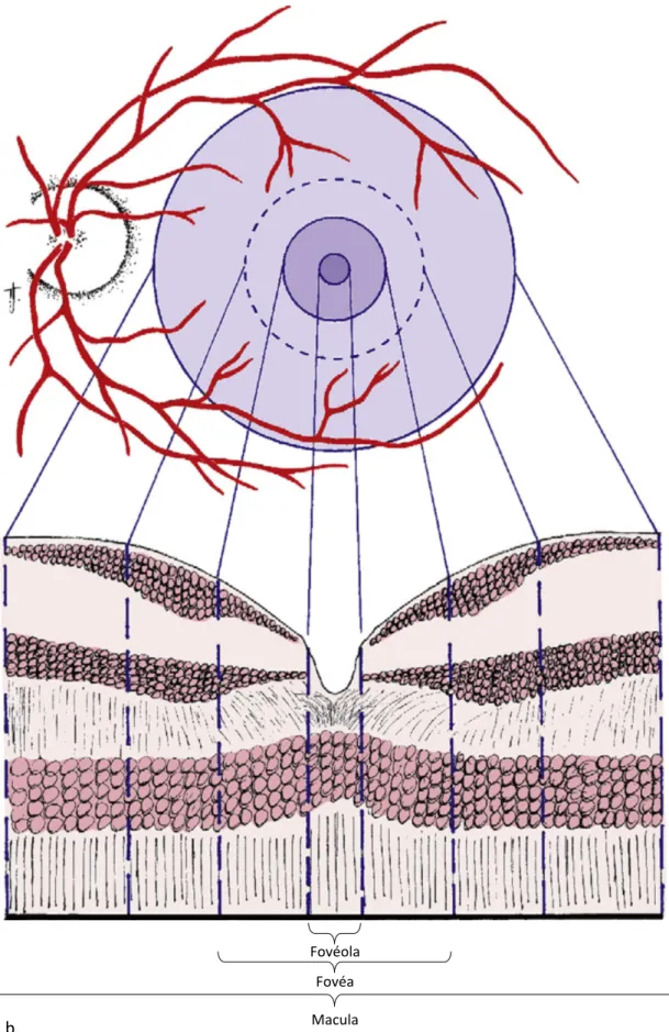 Figure  7 :  a.  Rétinophotographie  couleur  de  la  macula  d'un  jeune  adulte  sain