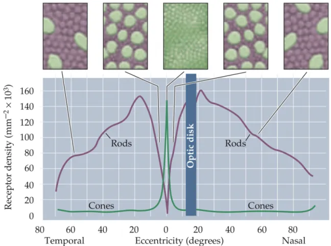 Figure 10 : Distribution des cônes et des bâtonnets dans la rétine humaine : les cônes sont présents  dans toute la rétine avec une densité faible, qui augmente brusquement au niveau de la fovéola.[31] 