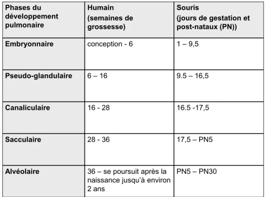 Tableau 1. Phases du développement pulmonaire humain et murin  Phases du  développement pulmonaire Humain (semaines de  grossesse) Souris (jours de gestation et post-nataux (PN)) Embryonnaire conception - 6 1 – 9,5 Pseudo-glandulaire 6 – 16 9.5 – 16,5 Cana