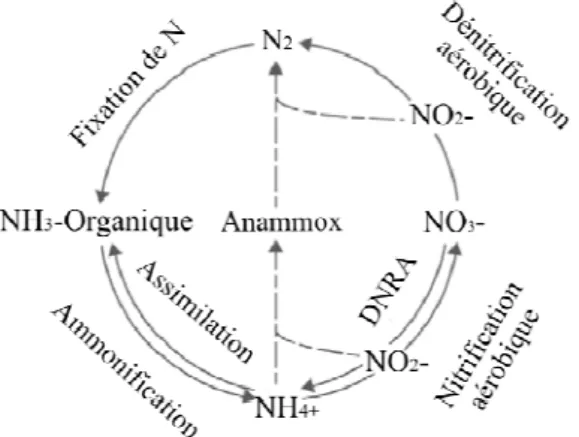 Figure 1.1. Le cycle de l’azote simplifié (Modifié de Trimmer et al. 2003).  