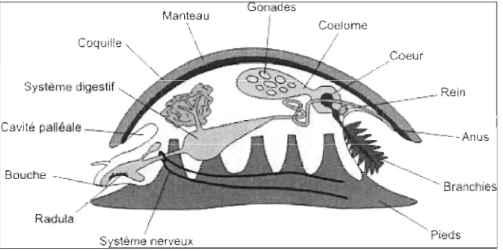 Figure  1:  Organisation  de  l'archétype hypothétique  des  mollusques  (Tirée  de  l'Université 