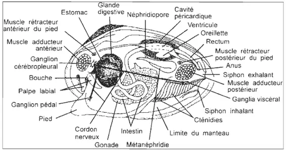 Figure 3  : Anatomie de la mou le (Image modifiée de Université d'Ottawa, 2008) 
