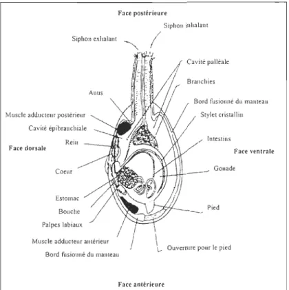 Figure 6  : Anatomie inteme de  Mya arenaria  (Image modifiée de Hanks,  1963) 
