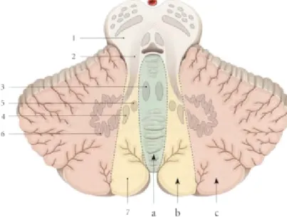 Figure 7  Cervelet [5]