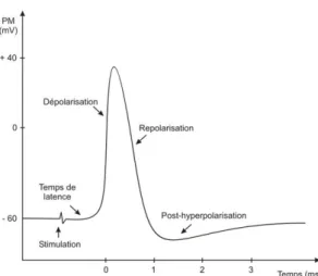 Figure   4   :   Schématisation   du   potentiel   d’action   neuronal   [50].      