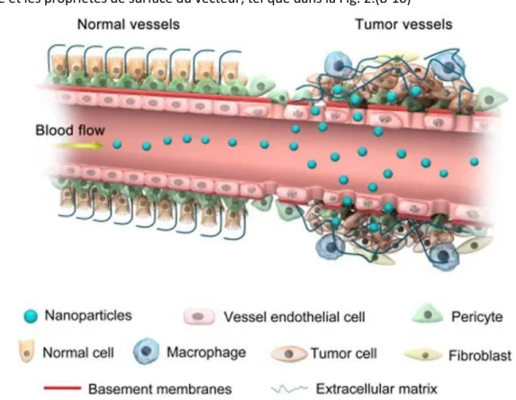Figure 1 : Représentation de l’effet « Enhanced Permeability and Retention effect » de Abdalla et coll