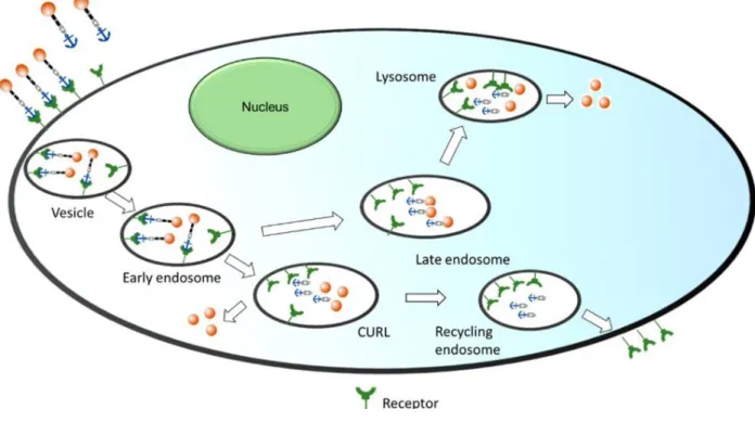 Figure  4 :  Processus  d’internalisation  d’un  LTD  à  travers  les  compartiments  intracellulaires  selon  Srinivasarao et coll