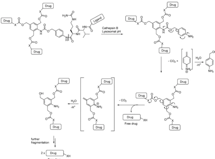 Figure 13 : Un exemple d’un espaceur PABC conjugué à plusieurs molécules thérapeutiques (14) 