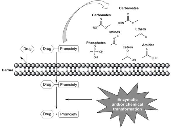 Figure 14 : Bioactivation in vivo de promédicaments par une transformation chimique ou enzymatique  par Jornada et coll