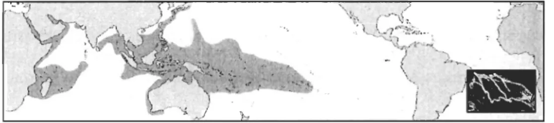 Fig. 3.  Distribution géographique de Turbinaria reniformis  (Veron, 2000) . 