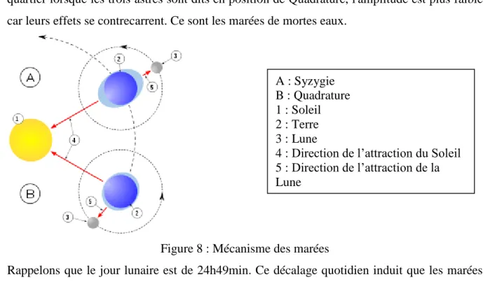 Figure 8 : Mécanisme des marées 