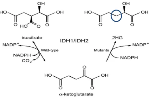 Fig. 1. Comparing different pathways due to normal and mutant IDH1