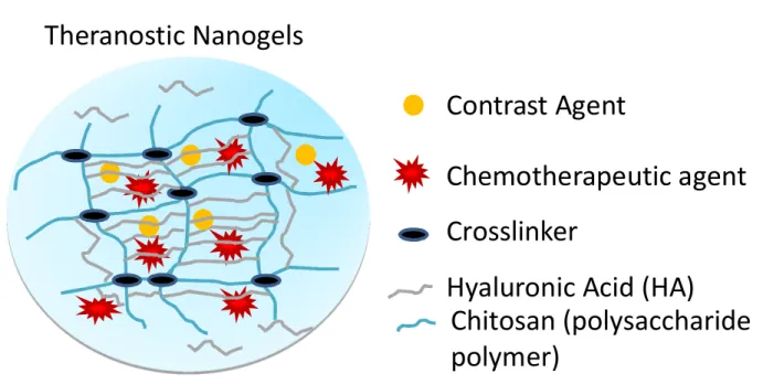 Fig. 10: A hypothetical structure of the final drug-loaded chitosan/hyaluronic acid-based theranostic nanogels showing a chemotherapeutic agent (either doxorubicin or temozolomide)  co-encapsulated with a diagnostic agent (USPIO)