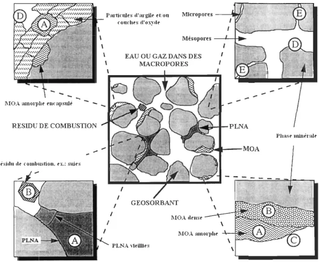 Fig.  2.  Modèle conceptuel du domaine du géosorbant.  Les lettres encerclées se réfèrent aux  mécanismes  de  sorption  décrits  précédemment
